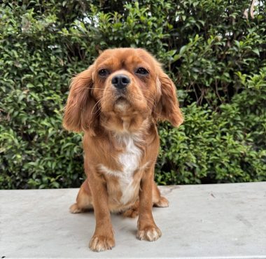Pearl Ruby Cavalier King Charles Spaniel