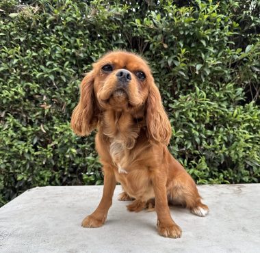 Remi - Ruby cavalier king charles spaniel