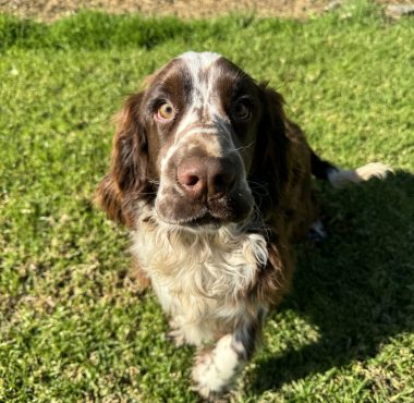 Hershey - Chocolate and White Parti Cocker Spaniel female