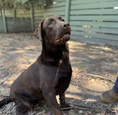 Labrador Retriever