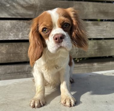 Audrey - Blenheim Cavalier King Charles Spaniel female