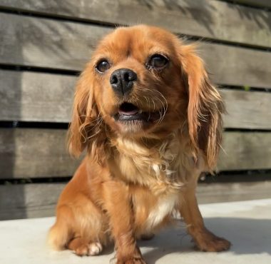 ROSE- Ruby Cavalier King Charles Spaniel female