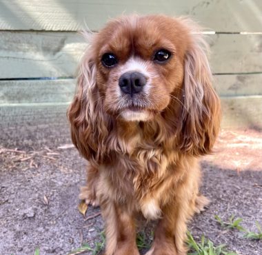 Eileen Ruby Cavalier King