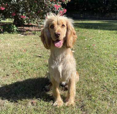 Skye Golden Cocker Spaniel