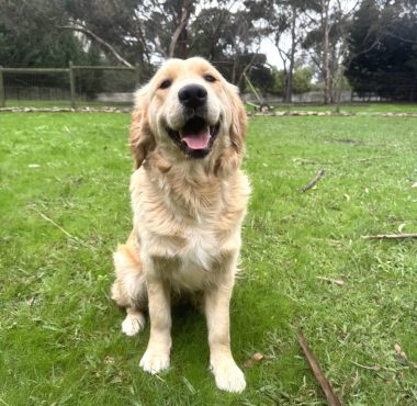 Golden Retriever