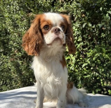 Blenheim Cavalier Stud