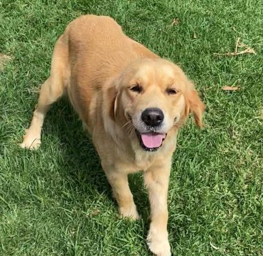Lara Golden Retriever Mum (2)