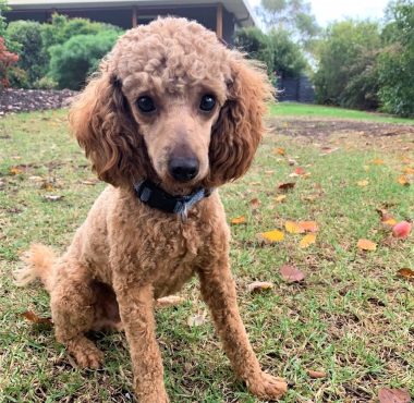 RA (1) TOY POODLE