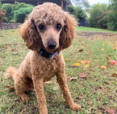 Red Toy Poodle