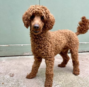 Miniature Poodle