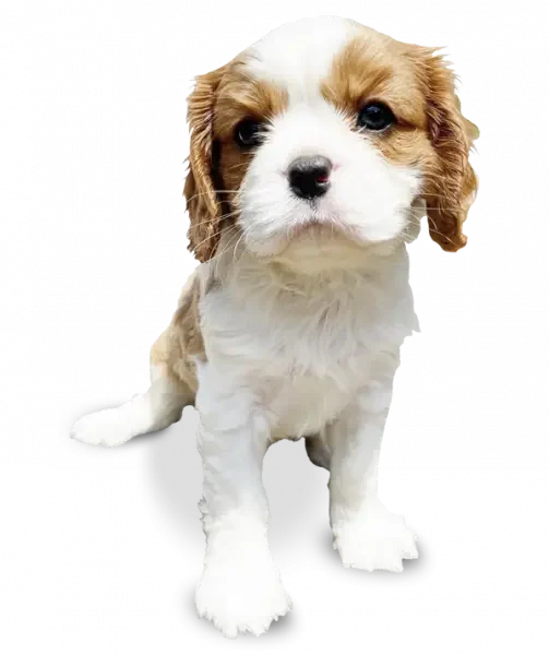 Cavoodle