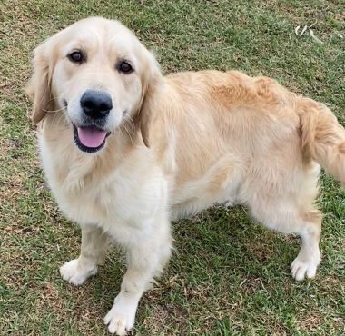 Tilly – Mum Golden Retriever - Tilly