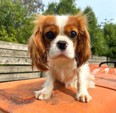 Blenheim Cavalier