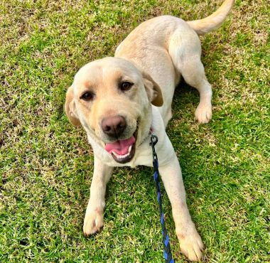 Ivy – Labrador Retriever Ivy - Labrador Retriever