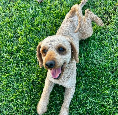 Red Miniature Poodle