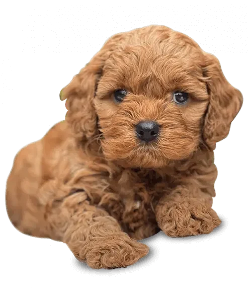 Cavoodle