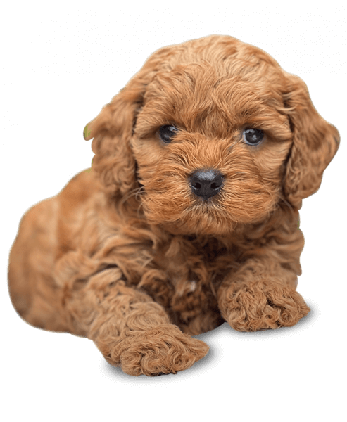 Dog Breeders Melbourne Vic Designer